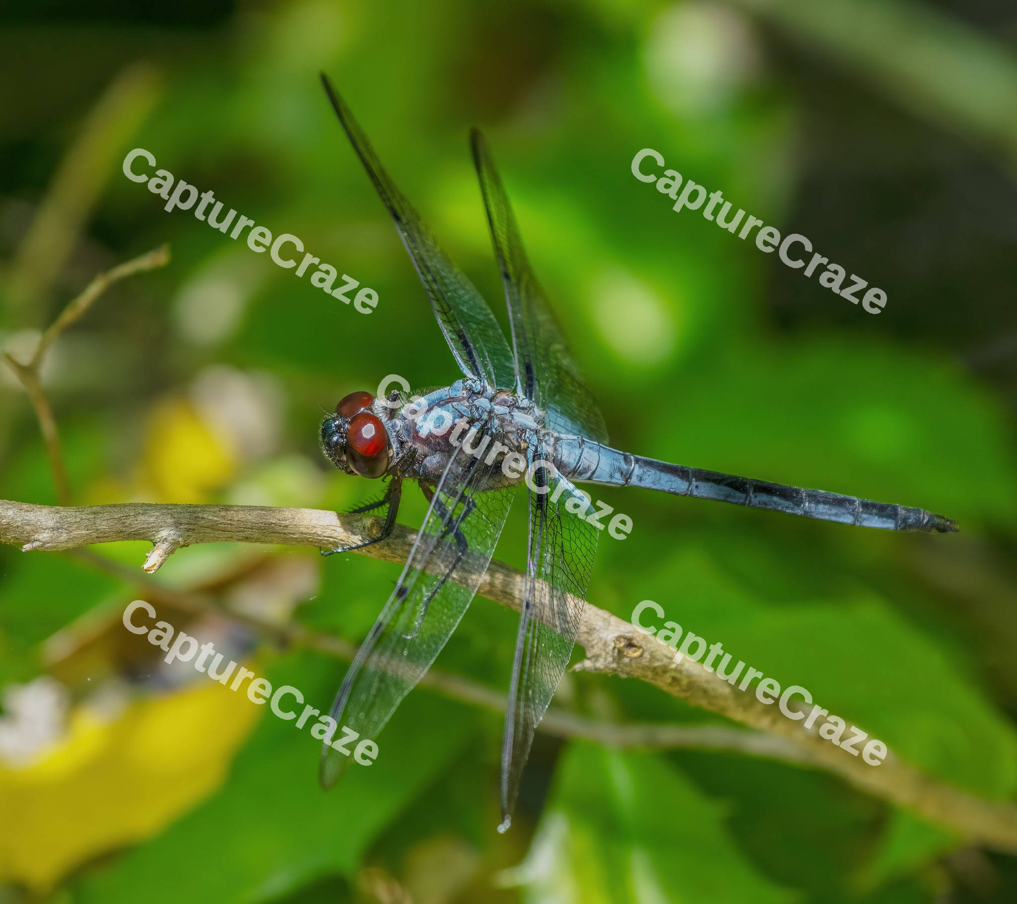 Blue Dragonfly